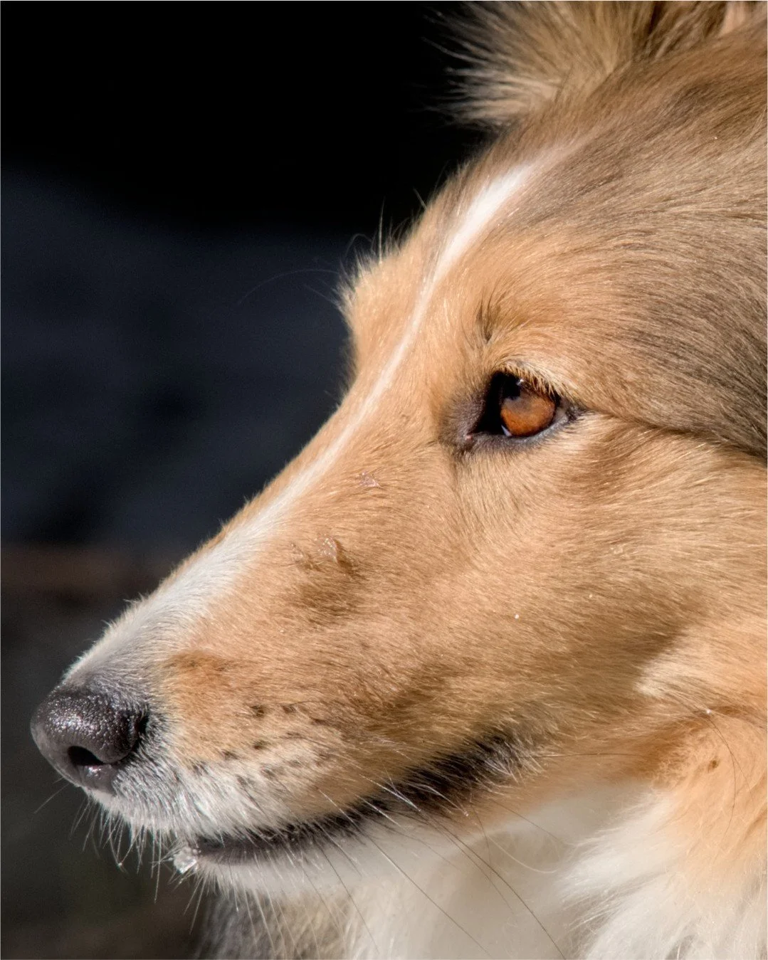 Quelques photos de la session avec Nausicaa, Cannelle et C&eacute;line (@studioflorae_ ). 

Et si on prenait le temps de raconter l'histoire de vos compagnons &agrave; 4 pattes!

Je vous propose des s&eacute;ances photo avec vos chiens, pour garder u