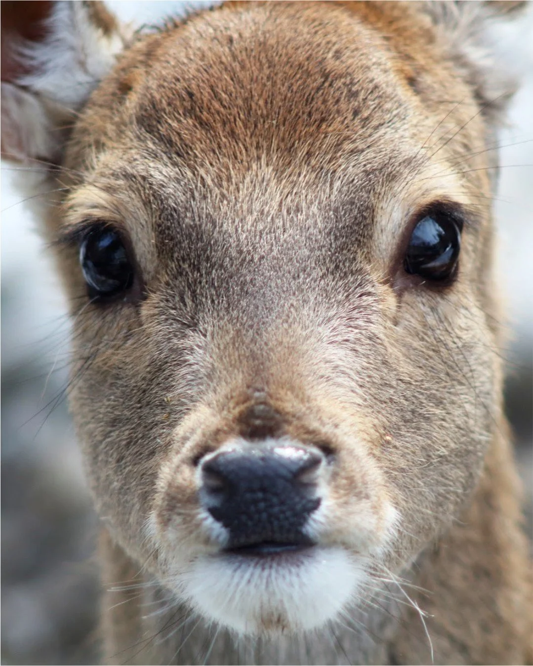 C&rsquo;est toujours un plaisir pour moi de sortir et d&rsquo;aller au zoo des Mar&eacute;cottes pour m&rsquo;&eacute;vader et prendre des photographies.
