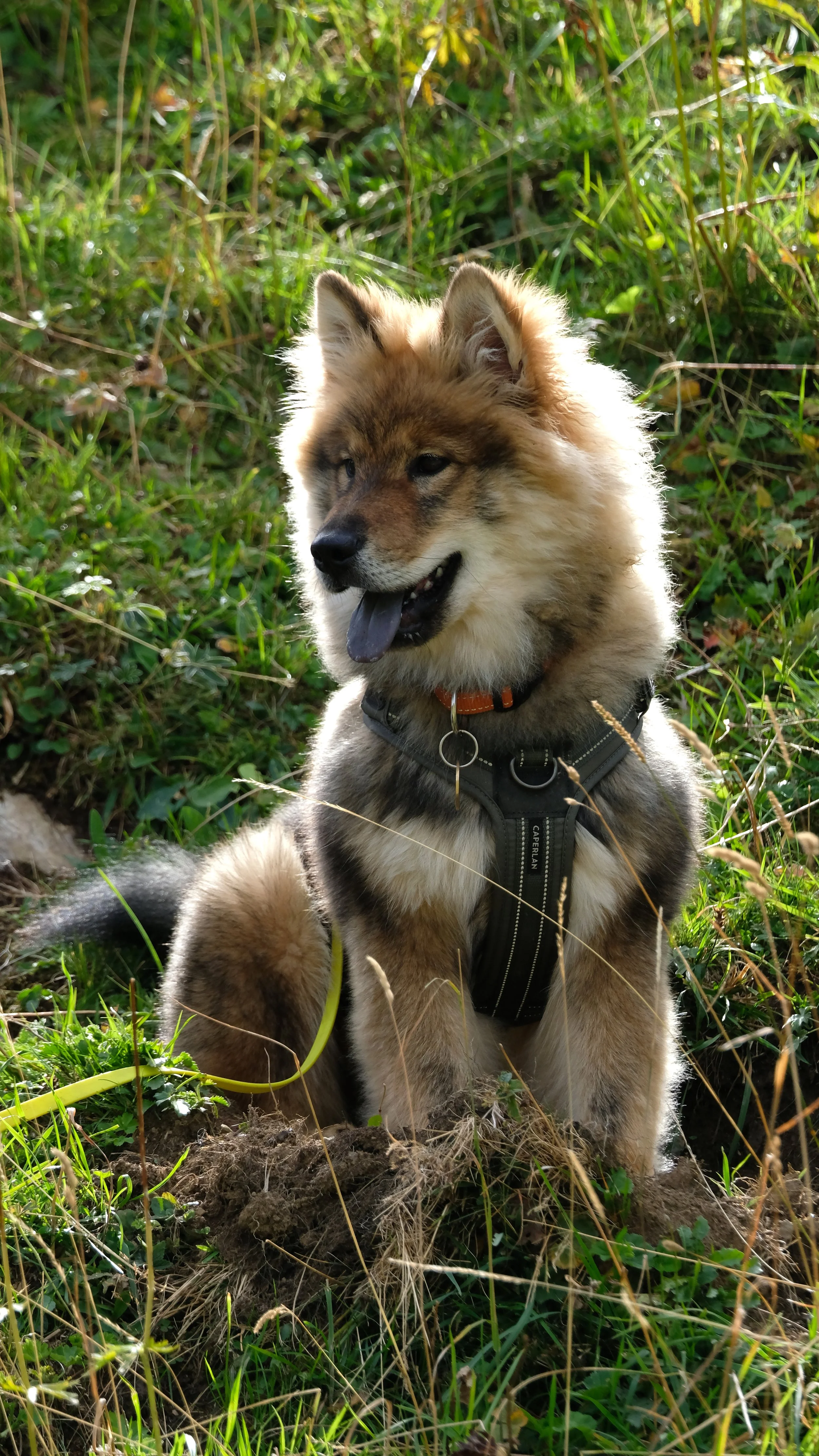 Jeune chien de race husky assis dans une forêt ensoleillée, portant un harnais noir et une laisse verte, entouré d'herbe et de végétation.