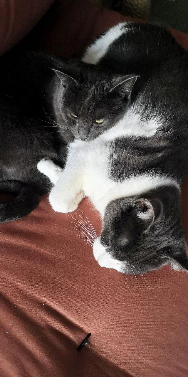Trois chats noirs et blancs couchés ensemble sur un canapé en cuir marron.