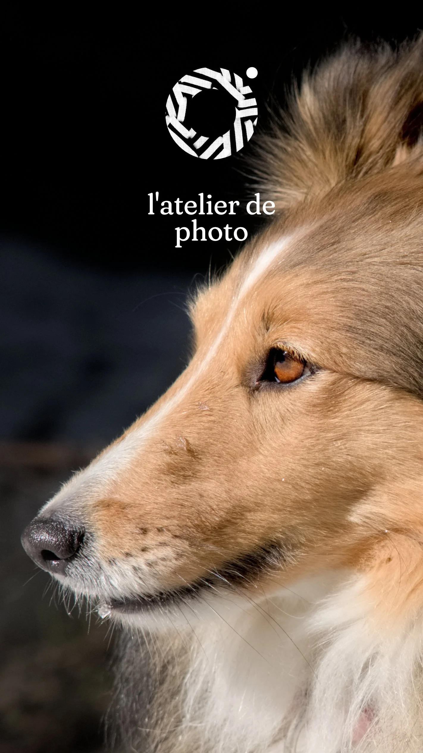 Un chien de profil avec un regard contemplatif, pelage beige et blanc, fond sombre.