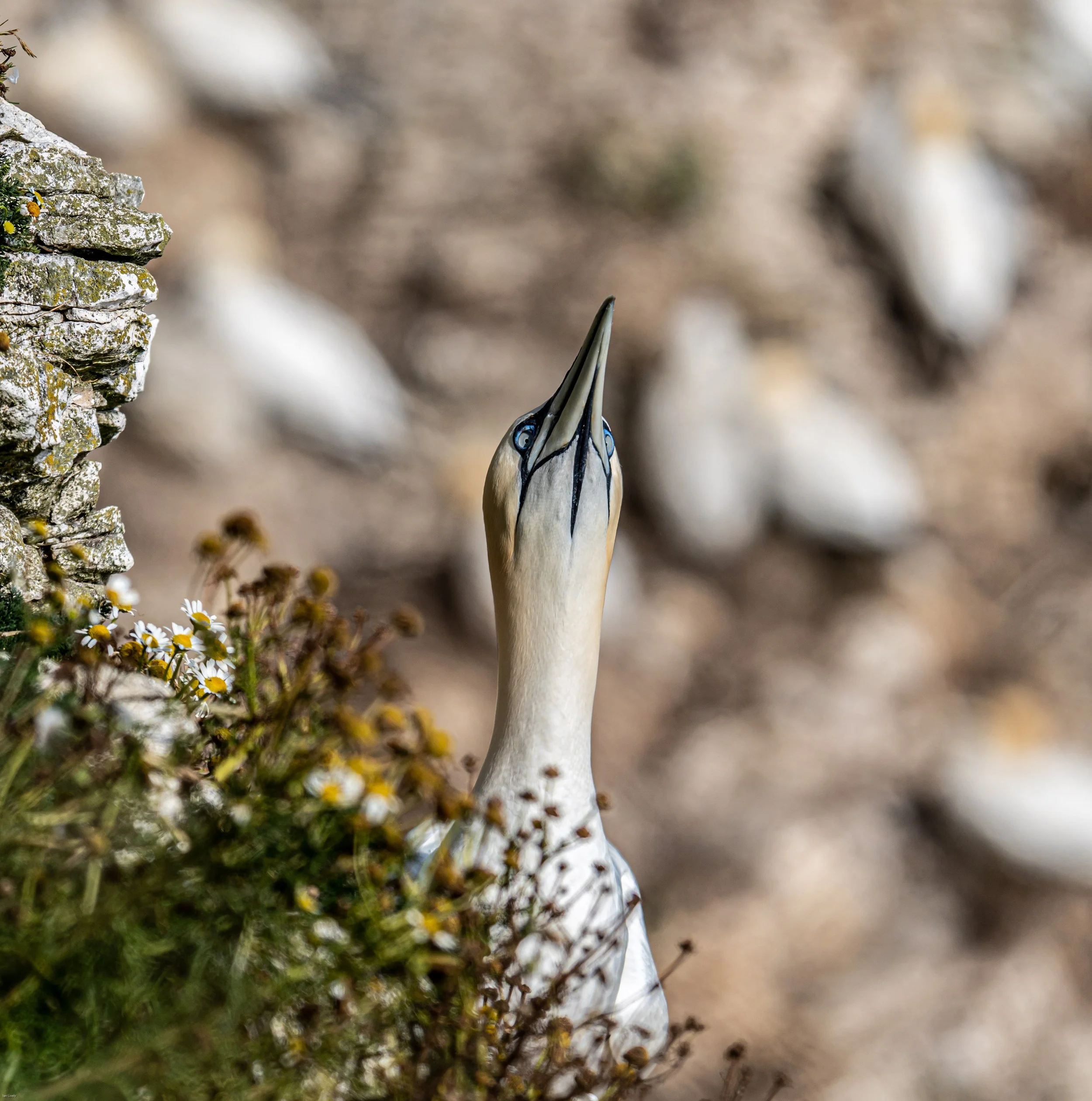 Gannet Portrait