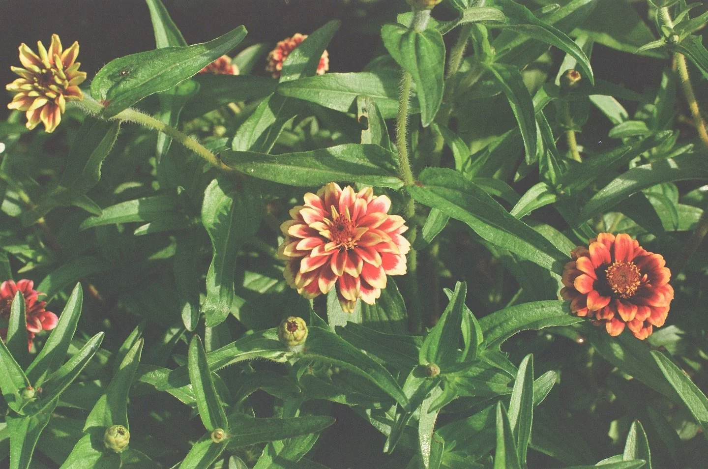 The Calluna Flower Co. garden on film 📸