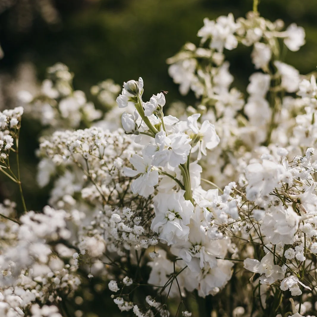 Close-up of white flowers blooming on green plant, with some tiny insects on the petals, in bright sunlight.