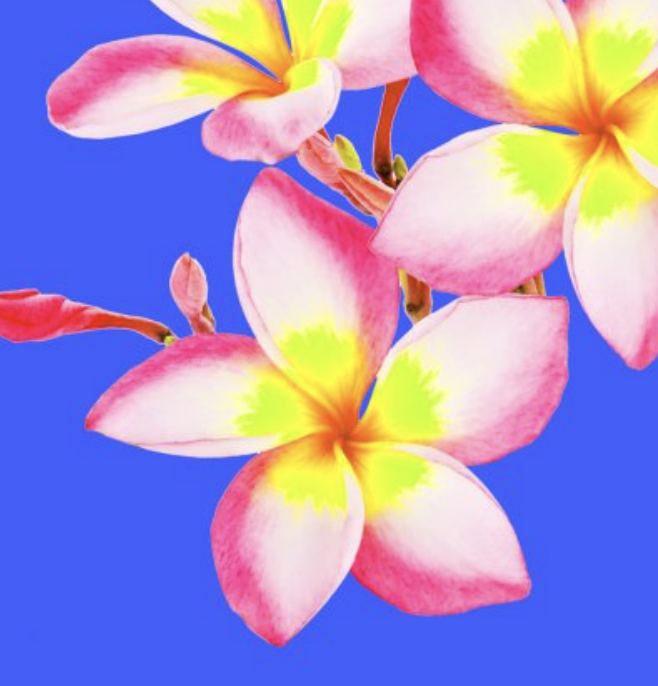 Womens illustrative Print