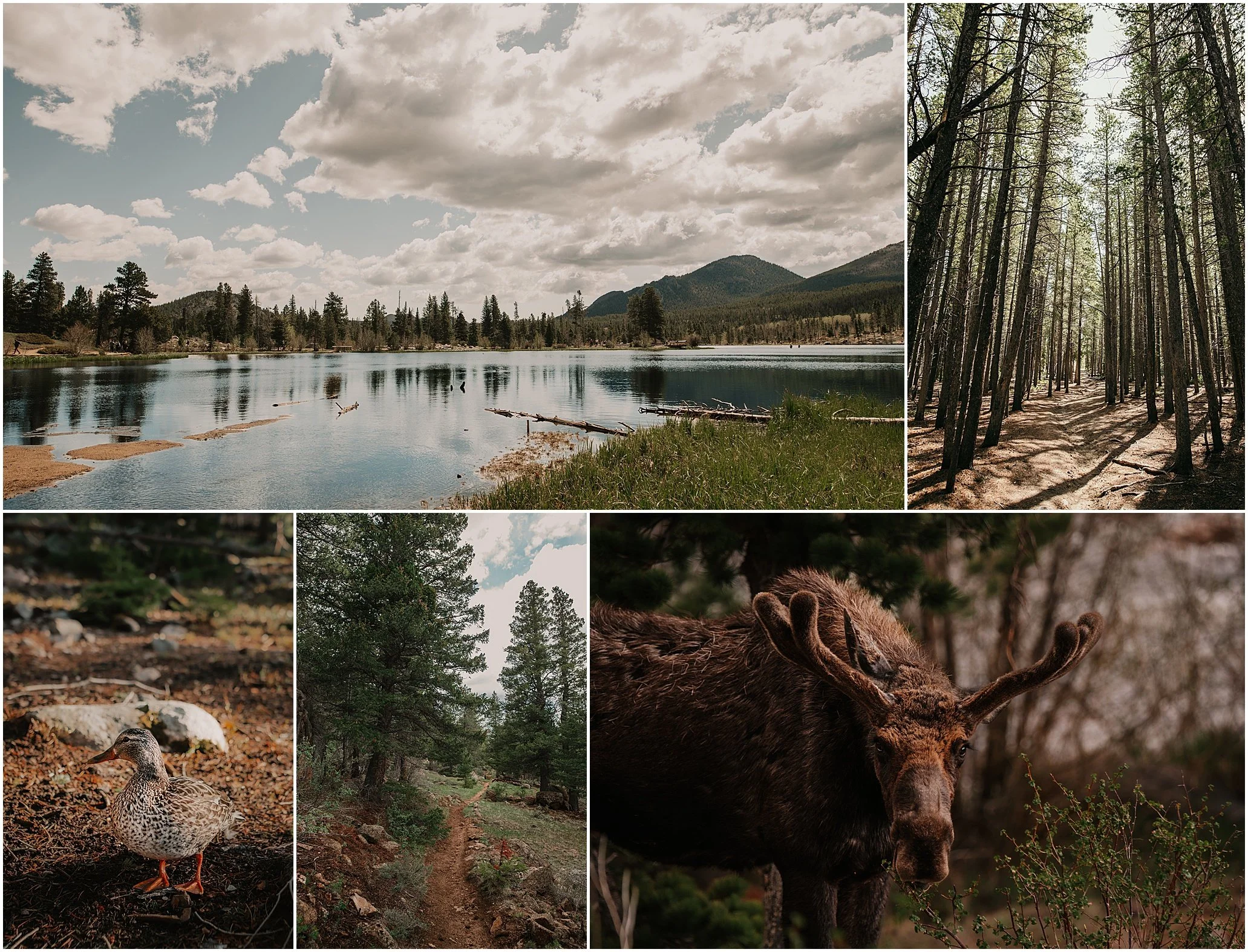 elopement photographer for Estes park Rocky Mountain national park Colorado