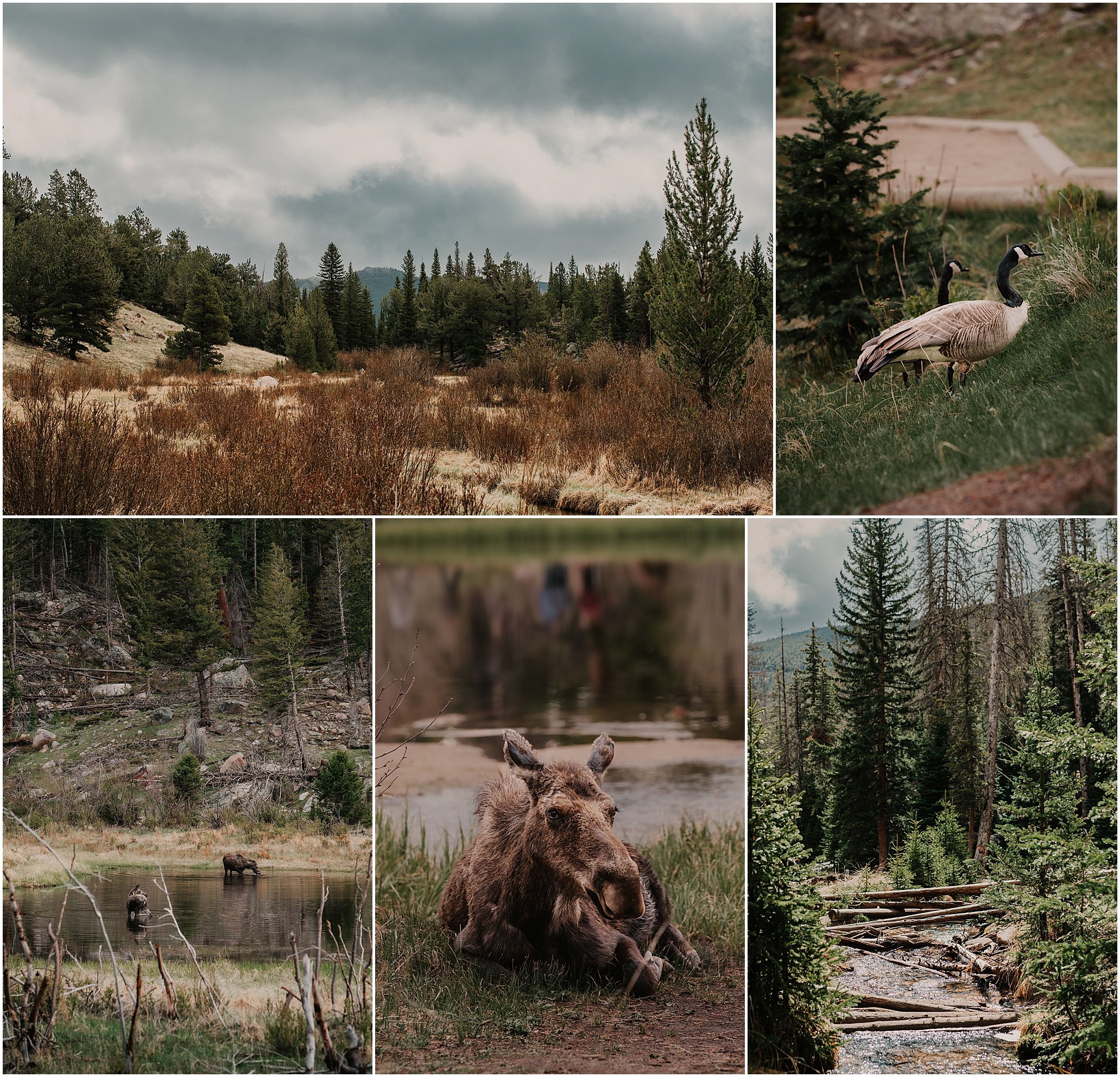 elopement photographer for Estes park Rocky Mountain national park Colorado