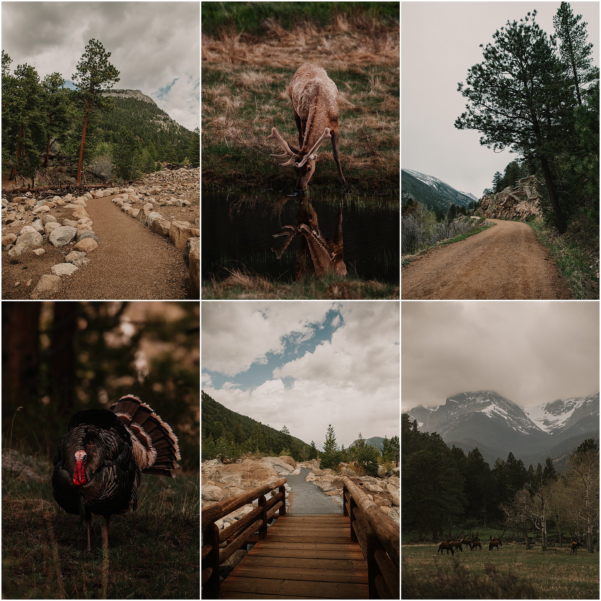 elopement photographer for Estes park Rocky Mountain national park Colorado