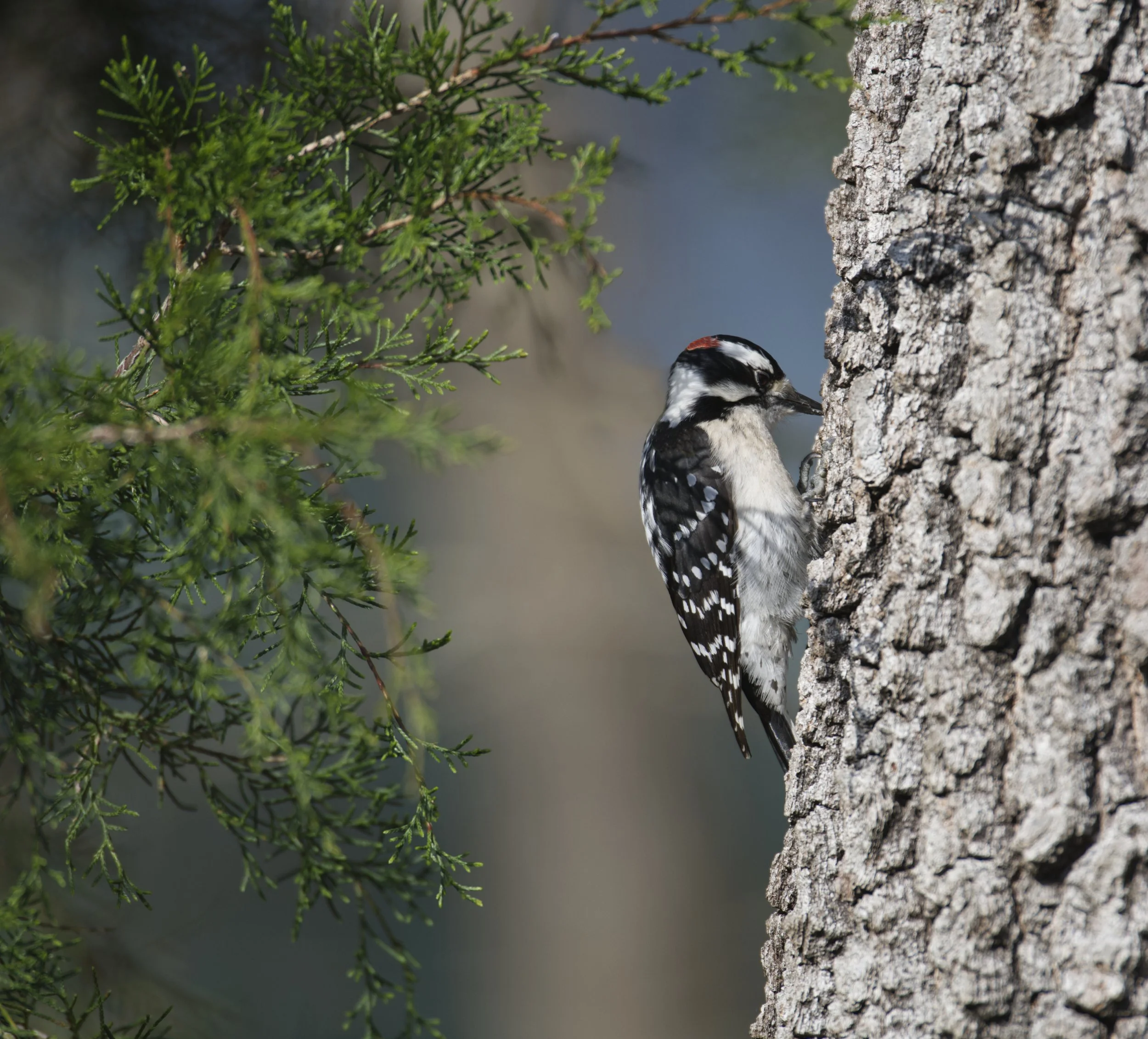 HairyWoodpecker.jpg