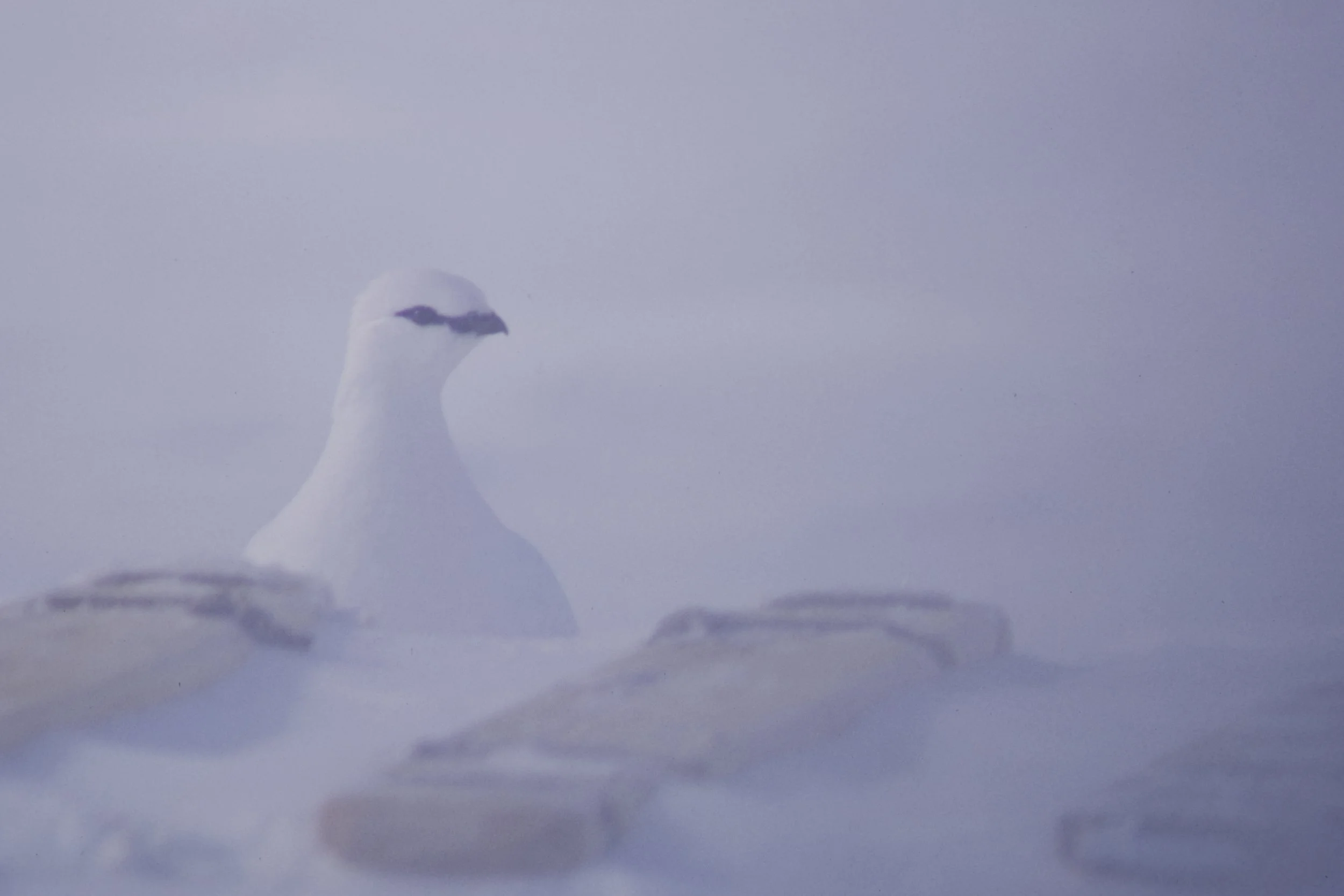 Ptarmigan_by_sled(1673).jpg