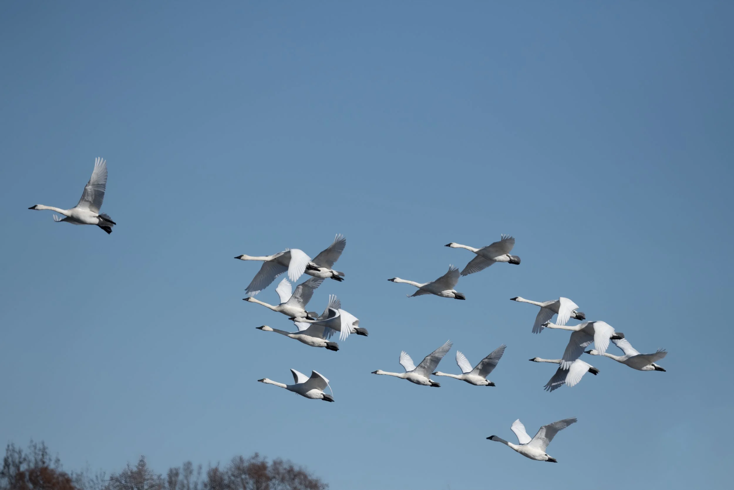 Tundra Swans_BM18519-Edit-Edit.jpg