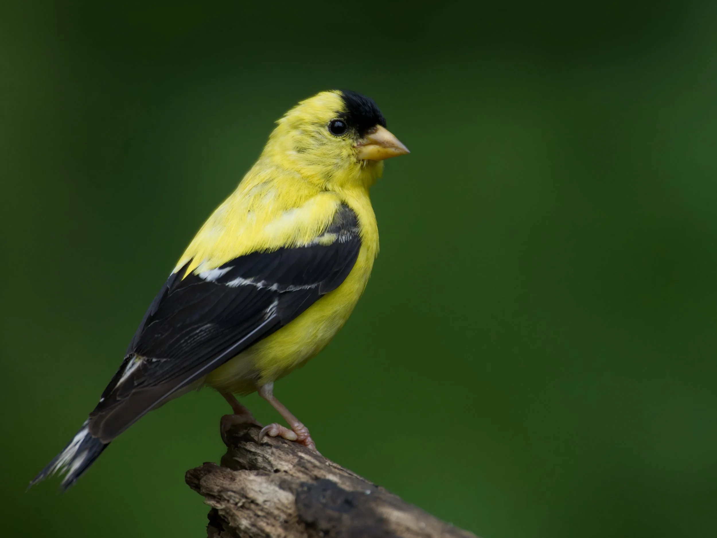 GoldFinch 2530.jpg