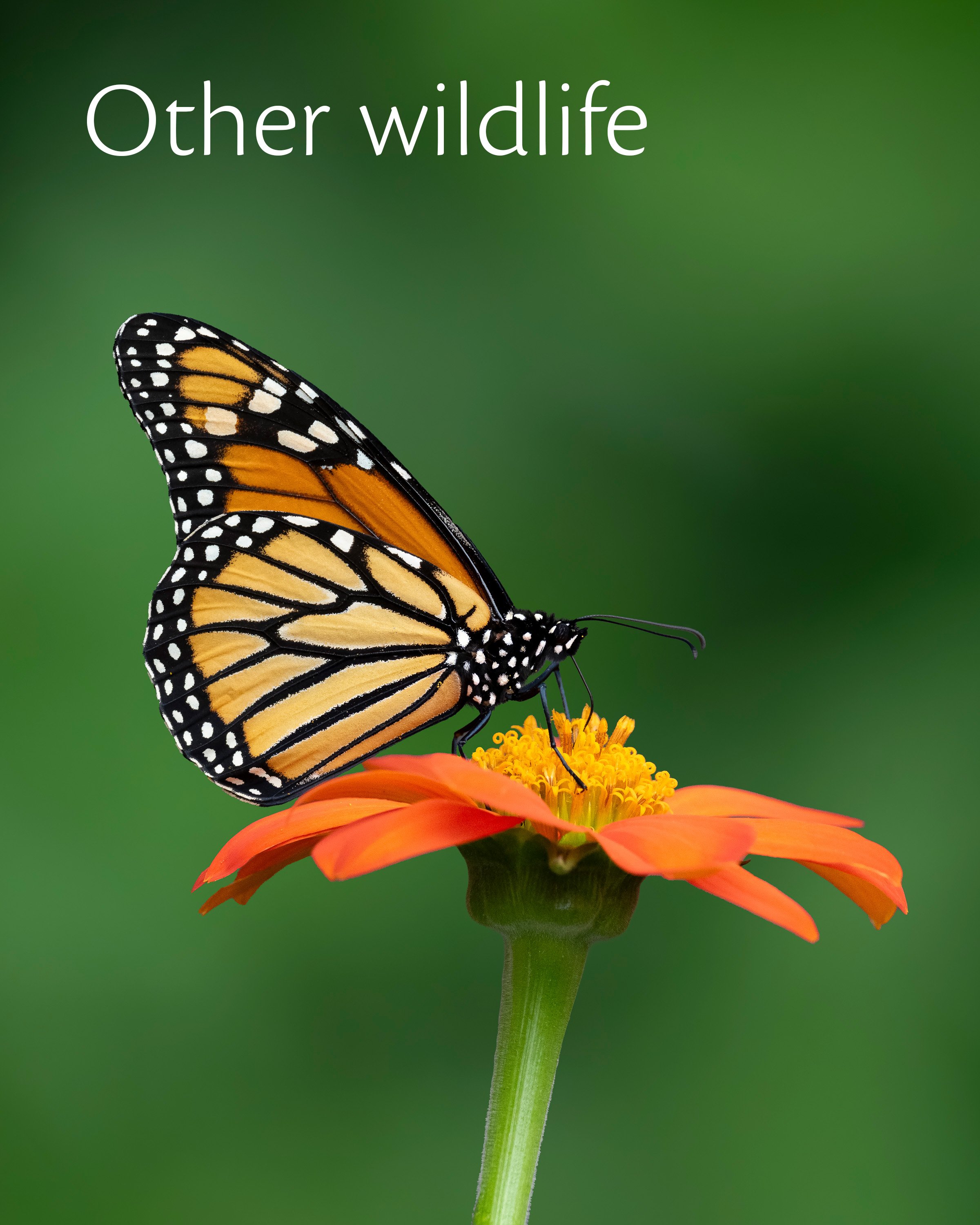 Other_wildlife.jpg