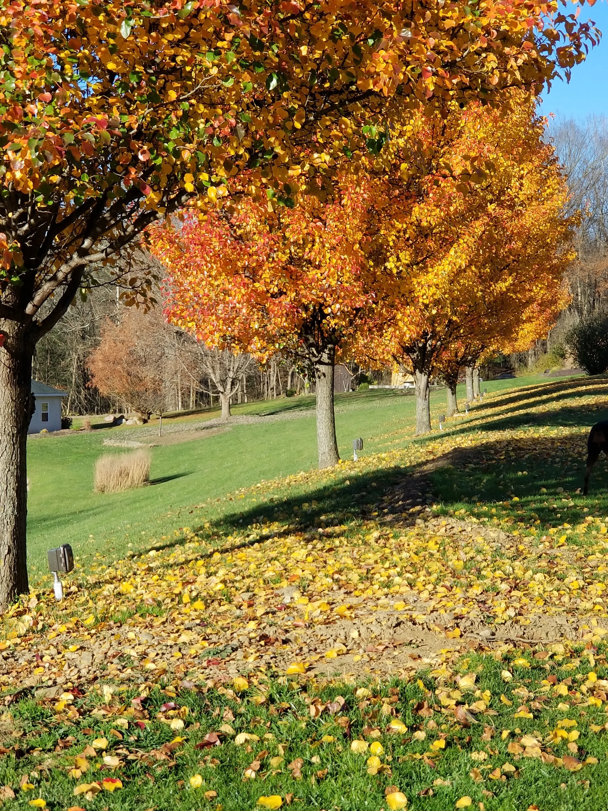 Fall landscape with trees full of yellow, orange, and red leaves, fallen leaves on the ground, green grass, and a bright blue sky.