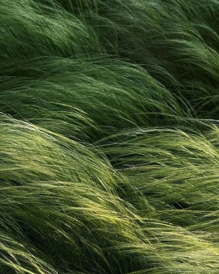 A close-up of tall, green grass blowing in the wind.