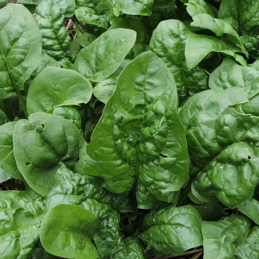 winter spinach.webp (Copy)