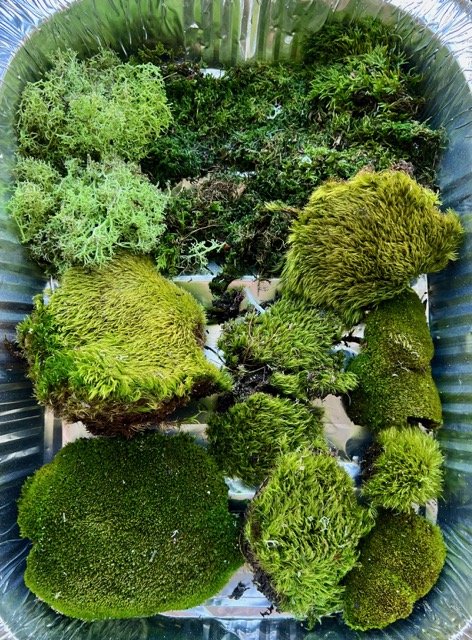 Preserving Moss for a Commission