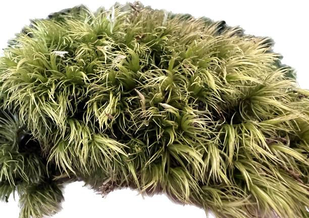 close up of moss.png