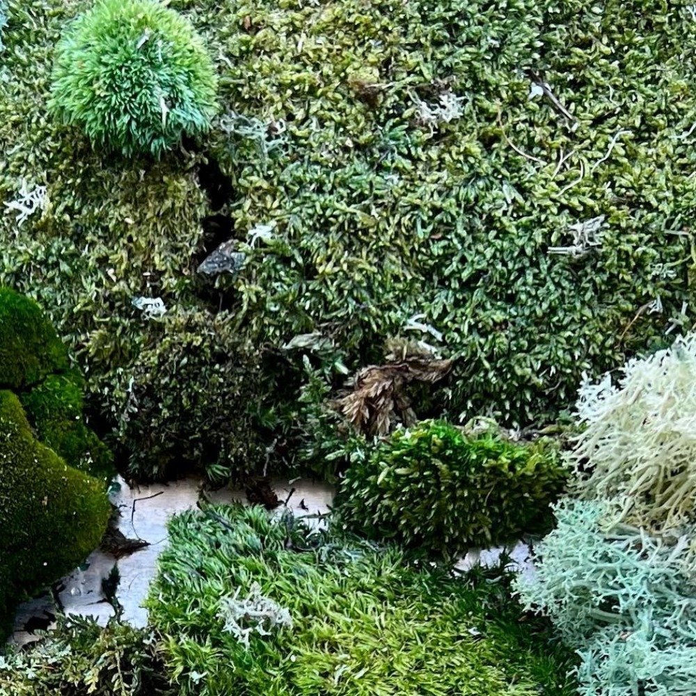 Preserving moss