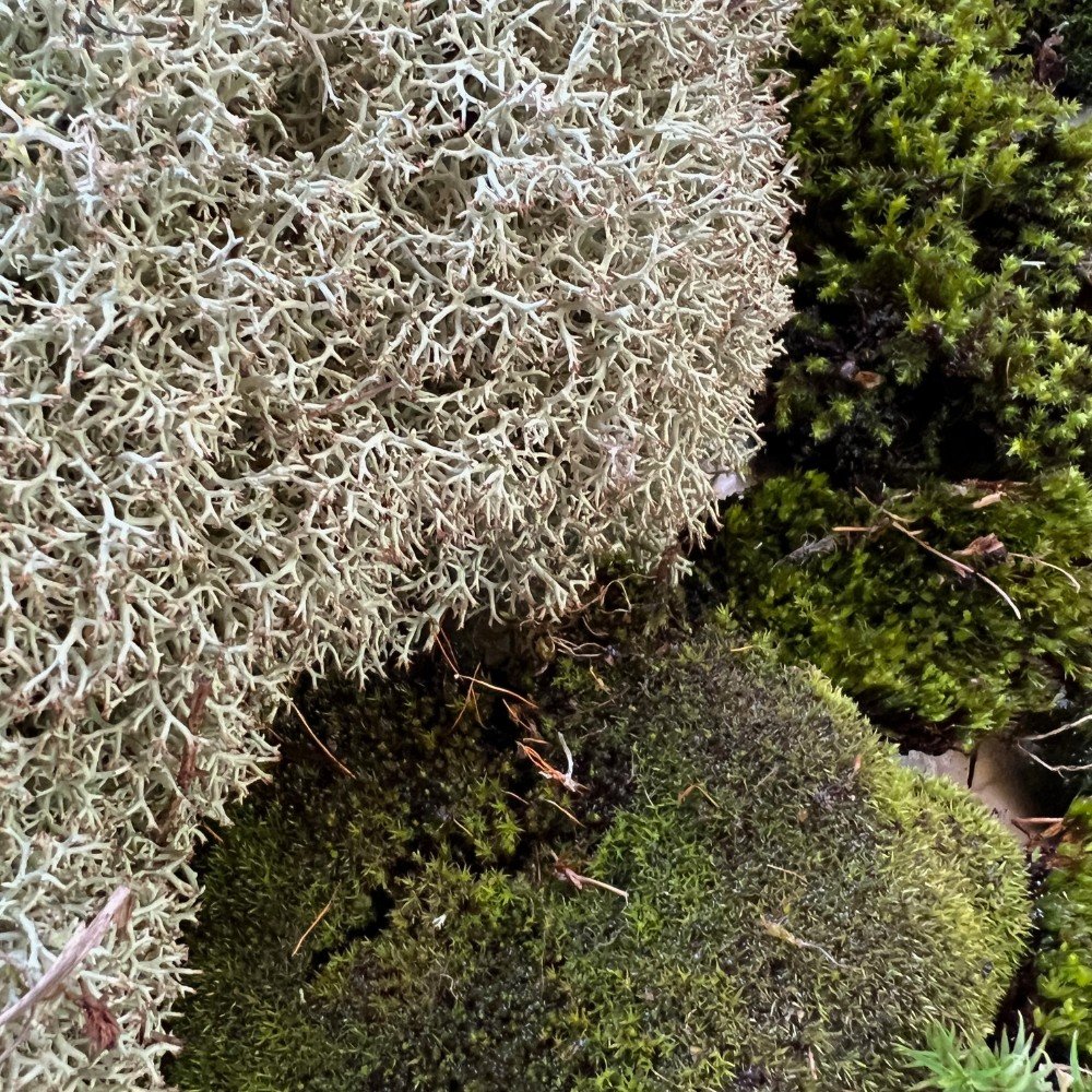 moss closeup.jpg