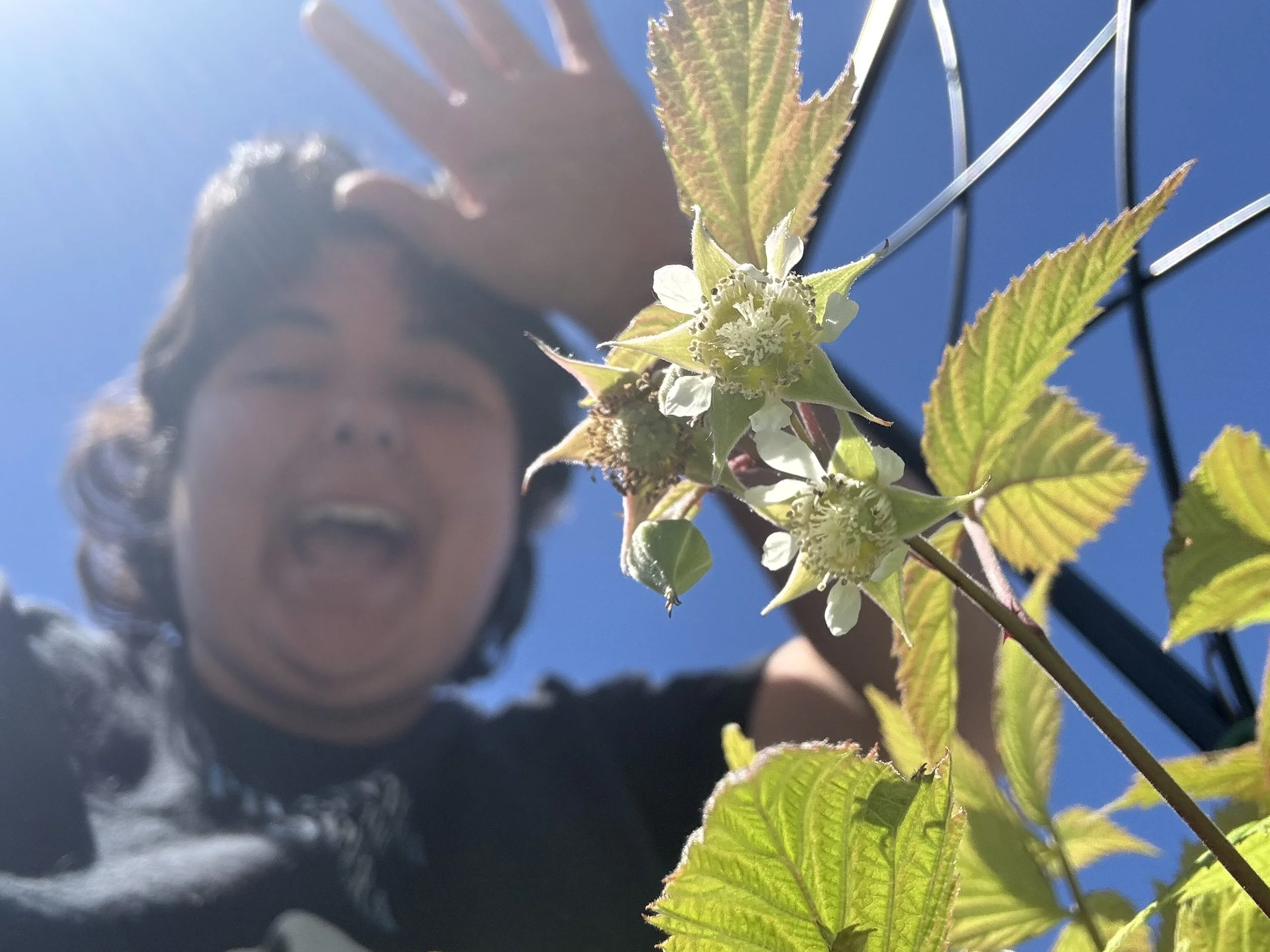 Designing a Garden for Color, Not Food: The Dye Plants I'm Growing This Year