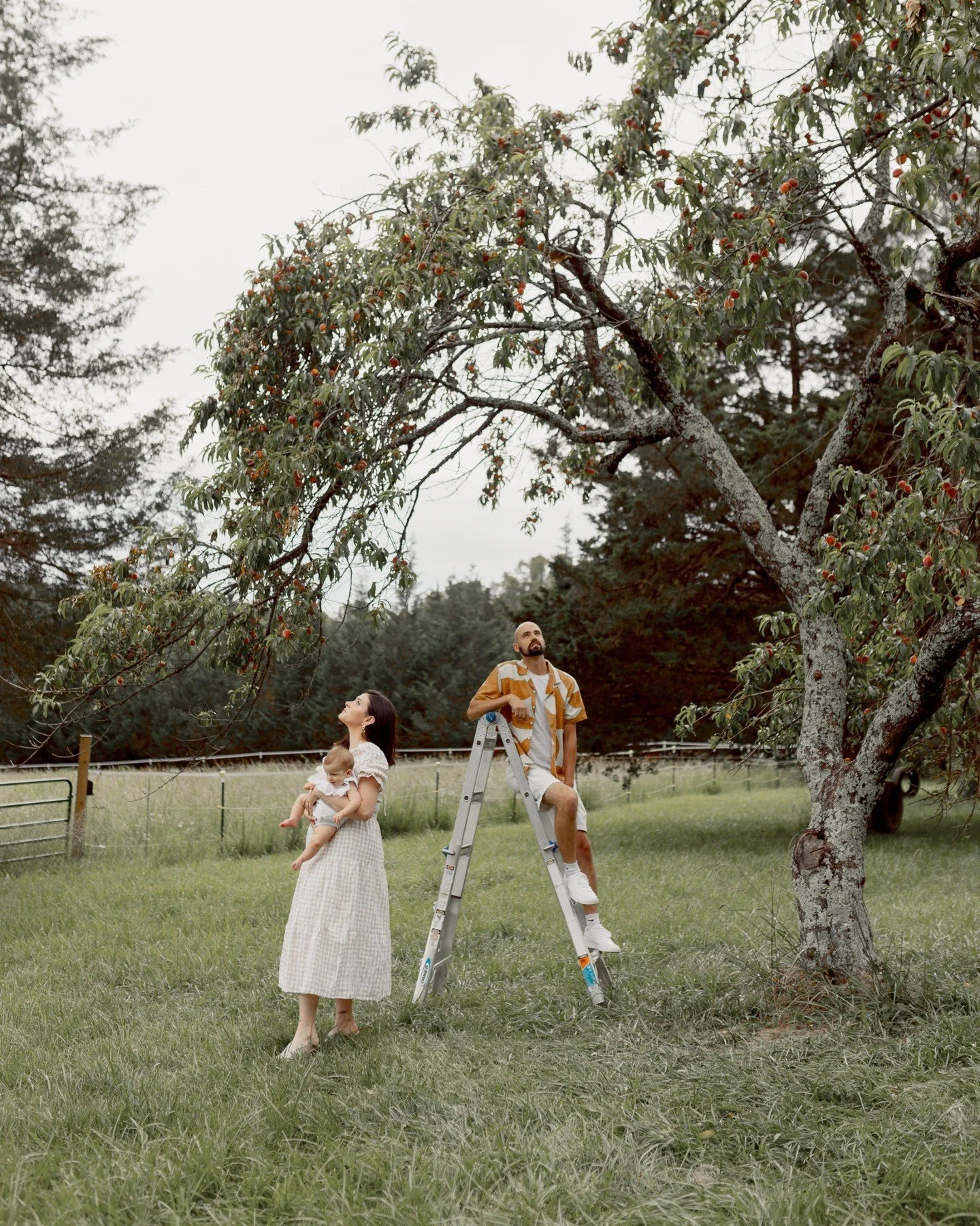 Georgia and her peach tree &mdash;&mdash;

Spent one Sunday evening documenting this family in their little orchard, where they shared a glimpse into their daily life of harvesting peaches with their baby girl, Georgia.

We planned this shoot just in