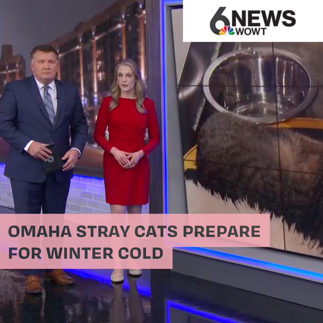 12/30/25 | WOWT 6 News | Omaha stray cats prepare for winter cold