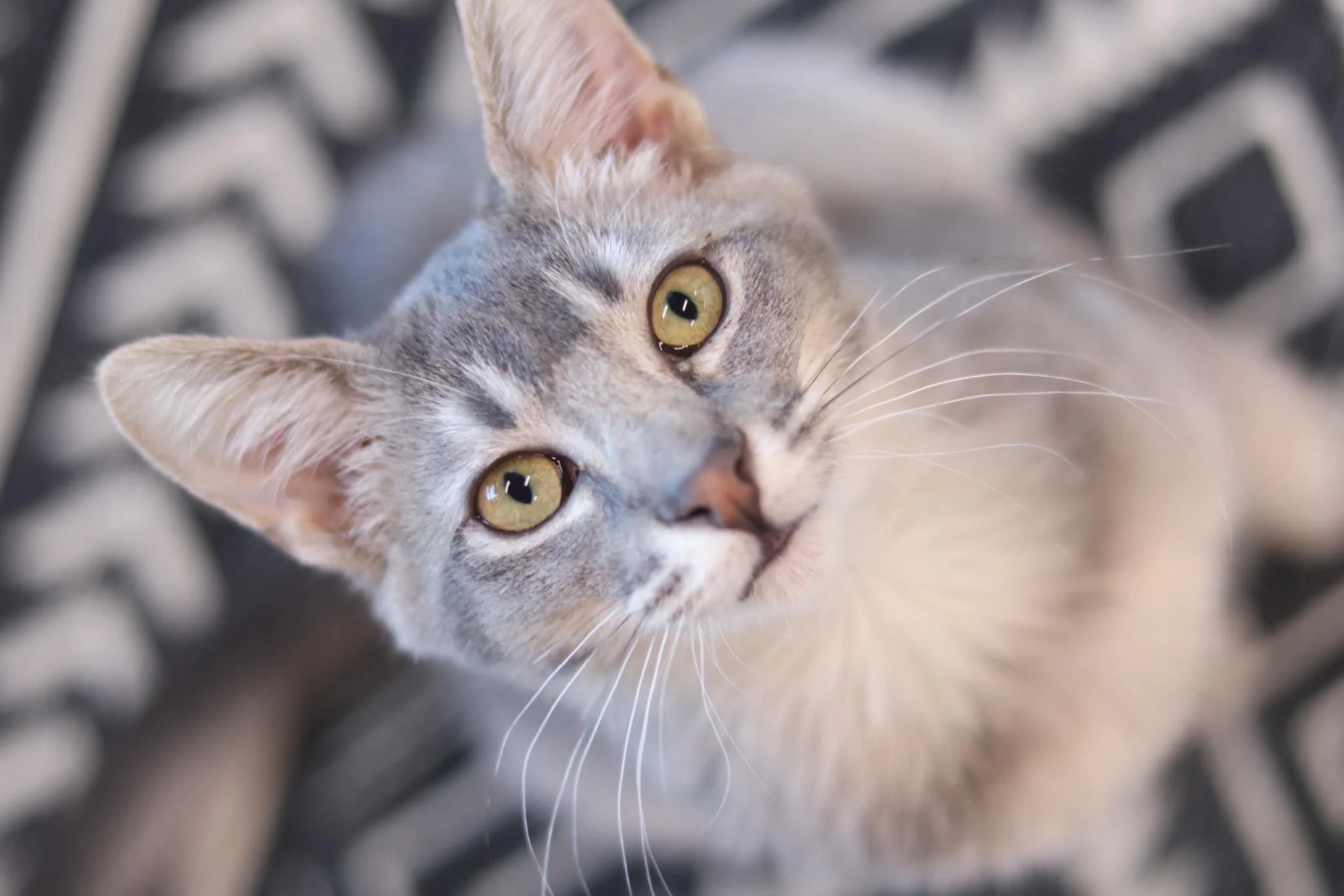 Cats — Felius