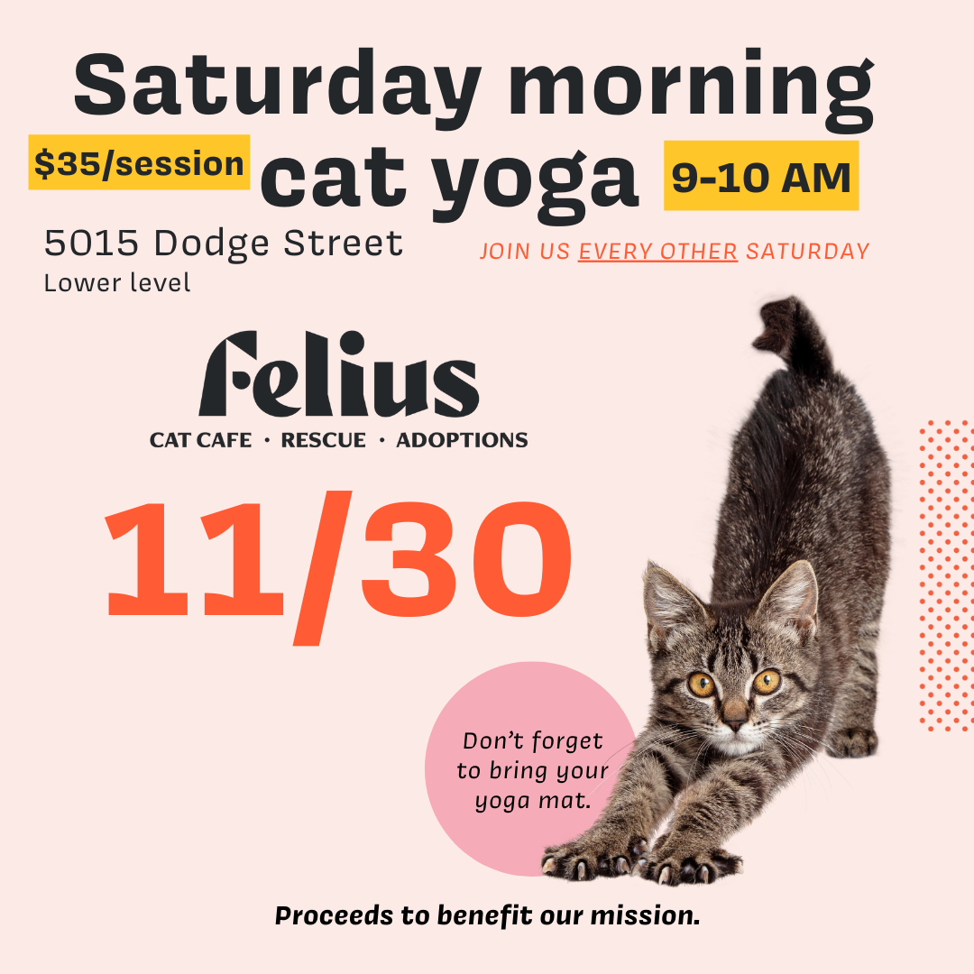 Cat Yoga