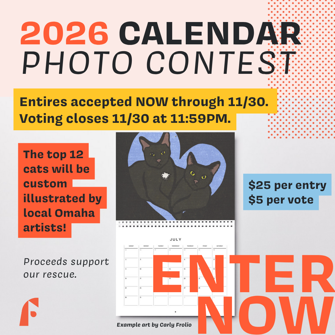 2026 Felius Cat Calendar Competition
