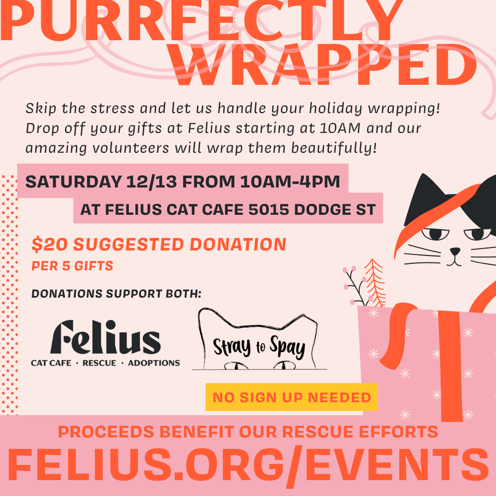 ‘Purrfectly Wrapped’ Fundraiser with Felius &amp; Stray to Spay!