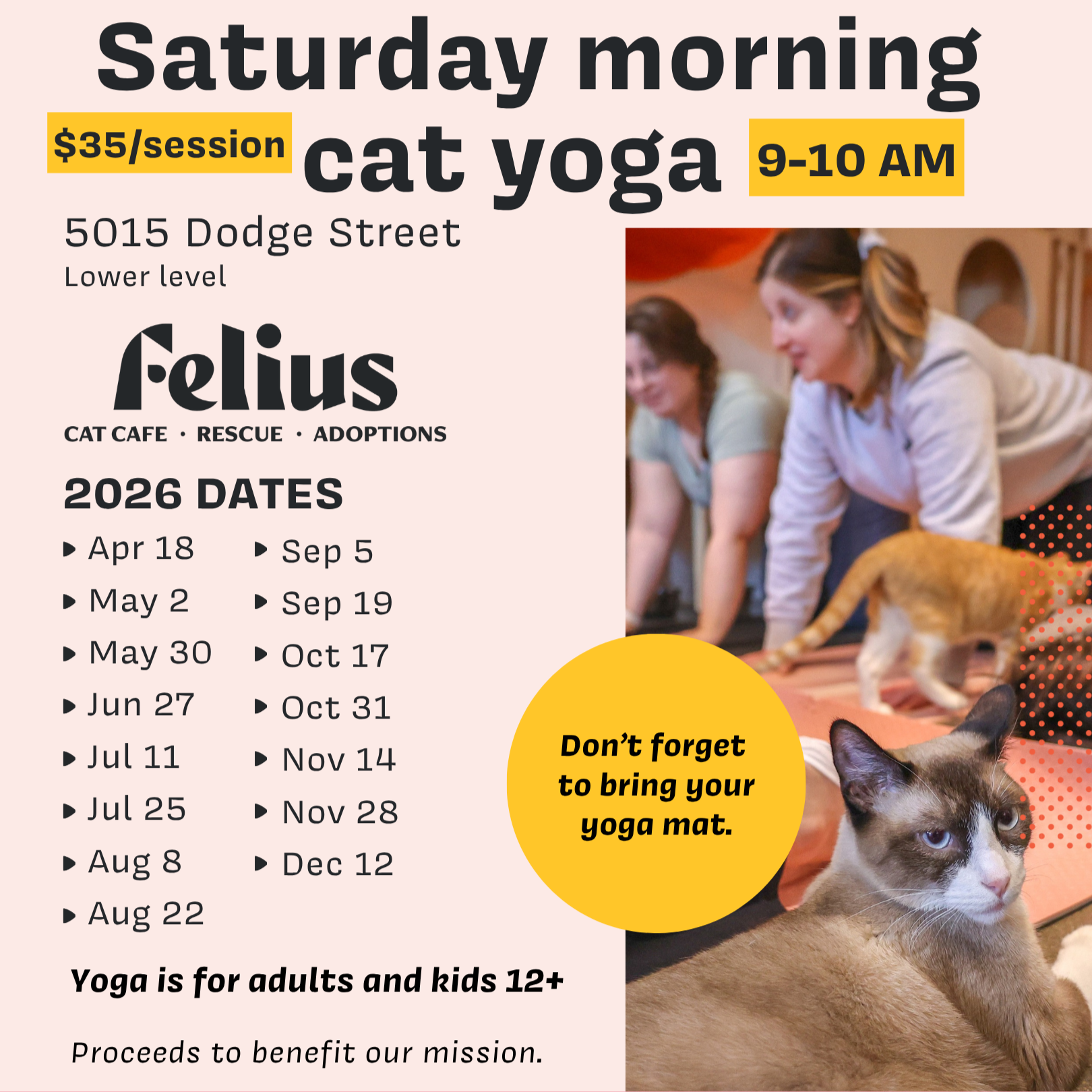 Cat Yoga 4/18