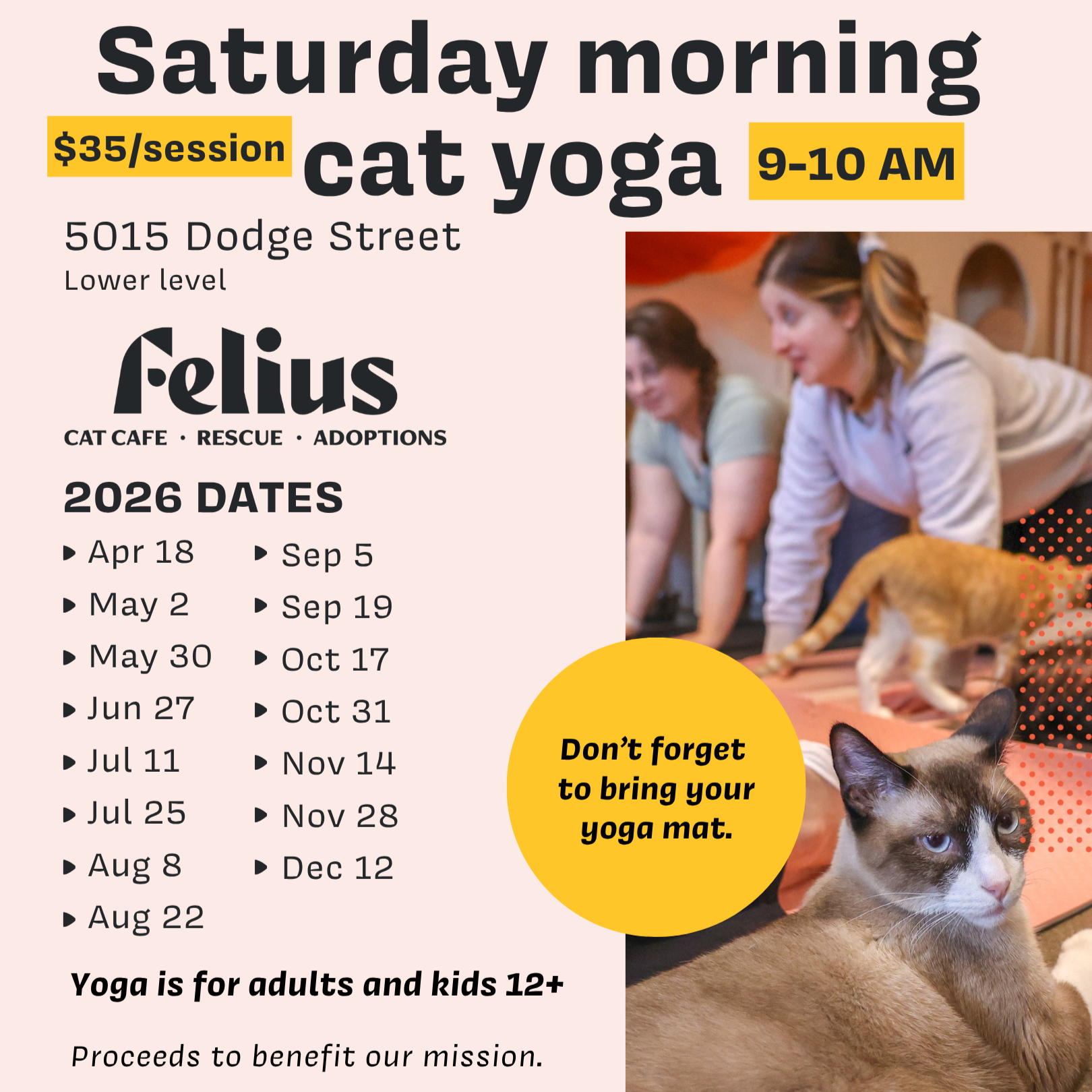 Cat Yoga 5/02