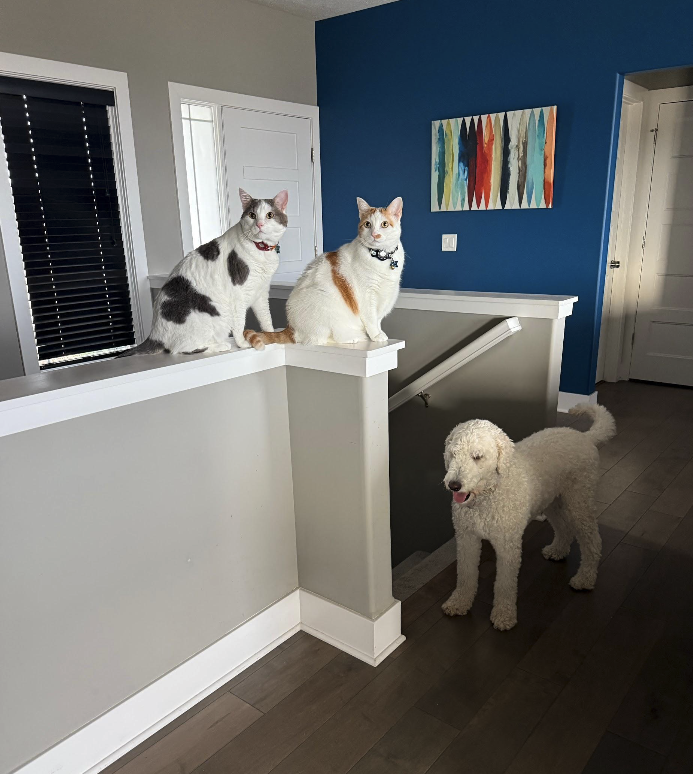 When the Cats Move Into the Dog’s House: Advice from a Felius Cat Mom