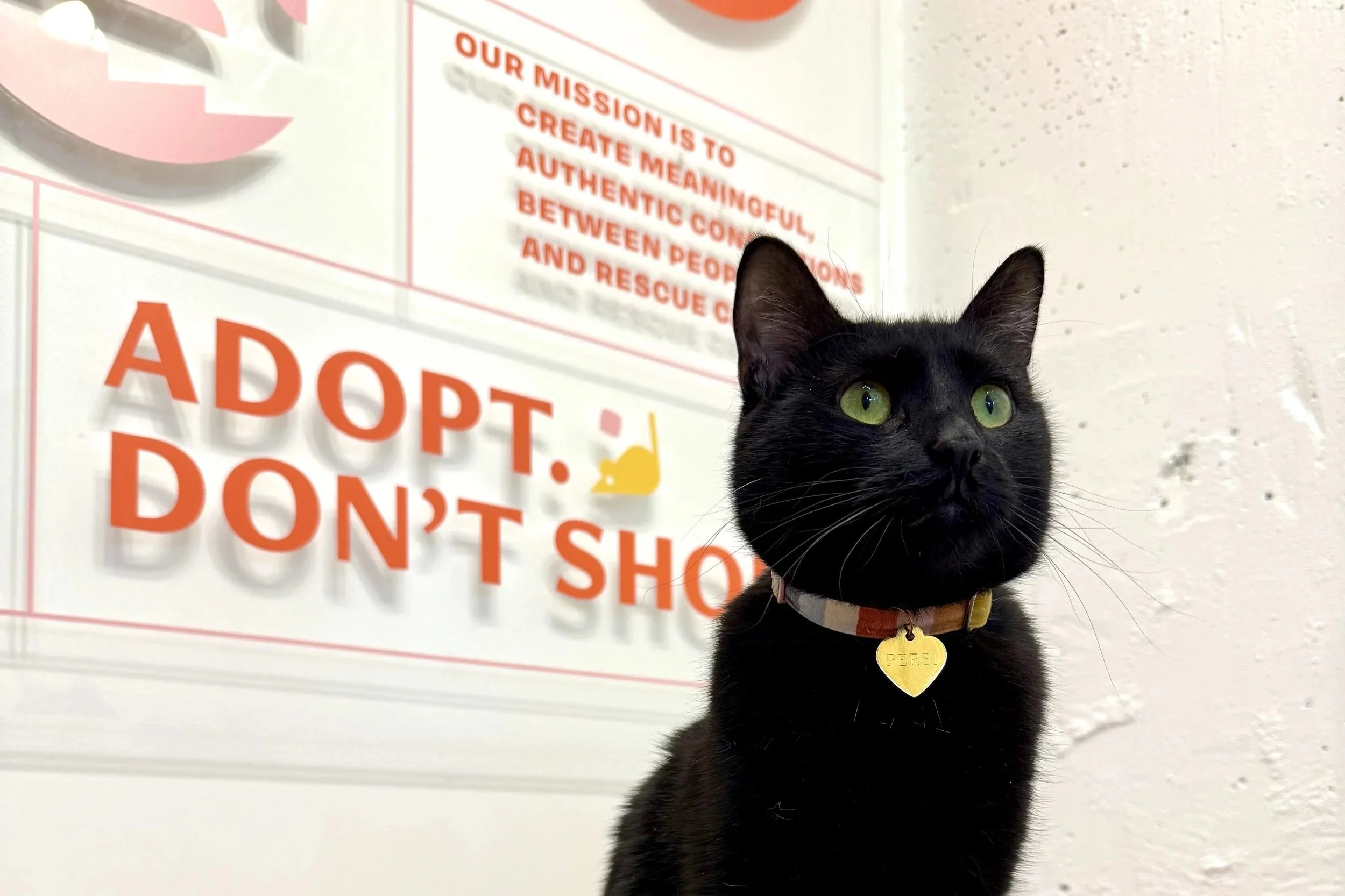 The Cat in Charge: Life at Felius According to Persi
