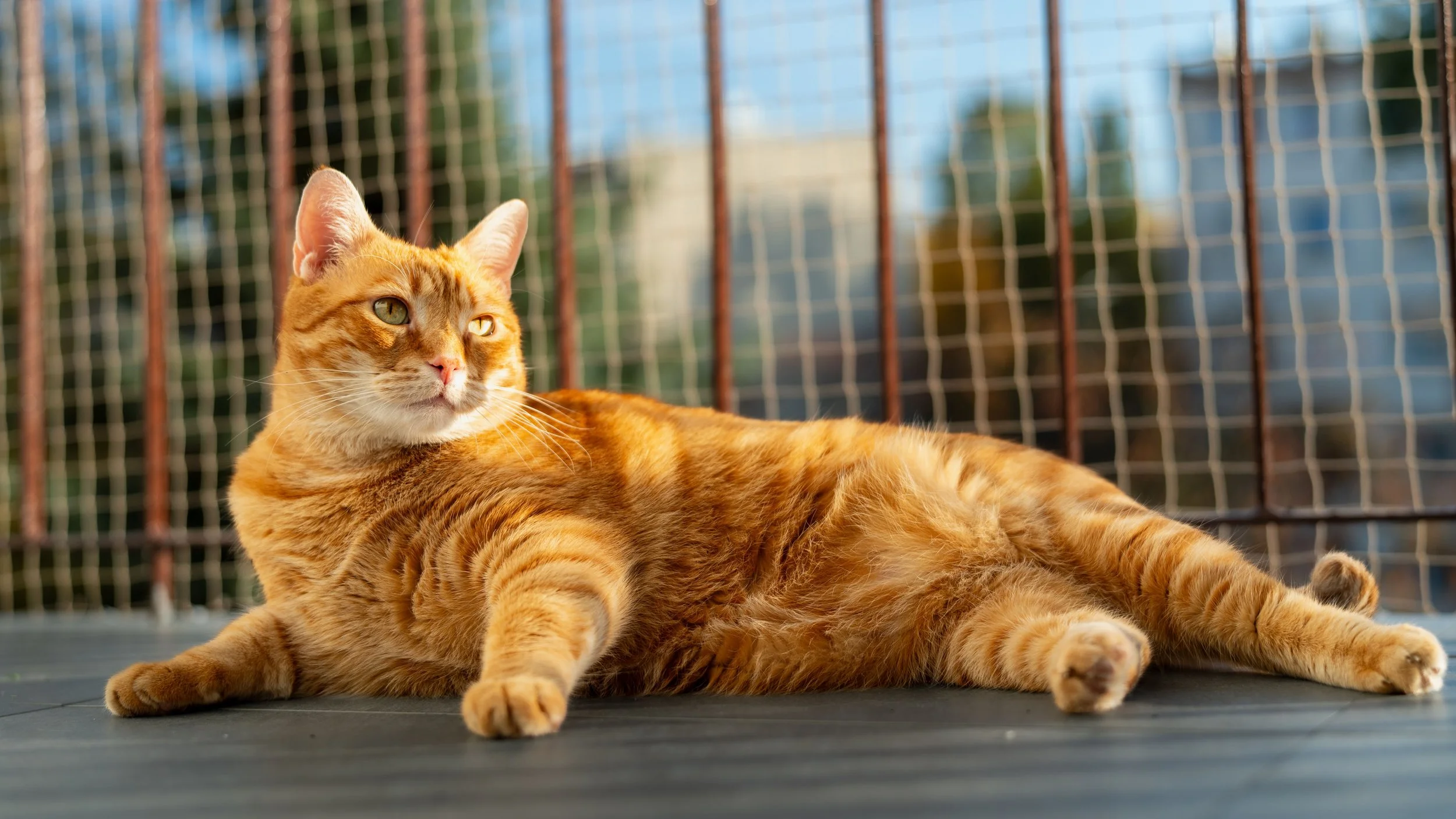 Keeping Cool on the Catio