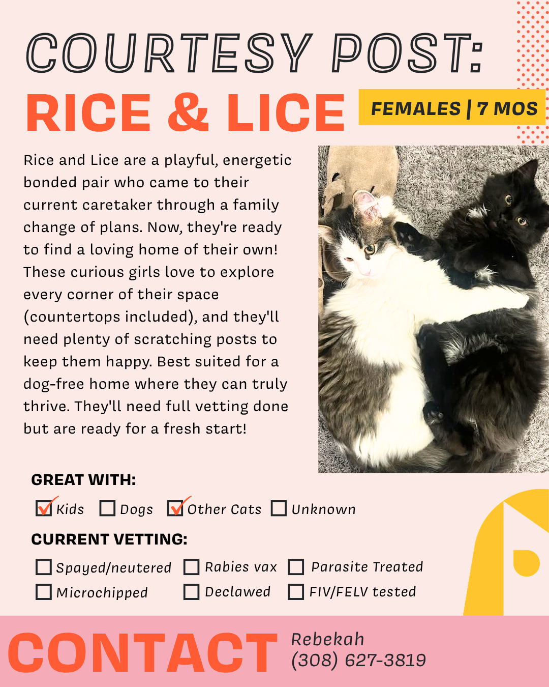 Rice & Lice.png