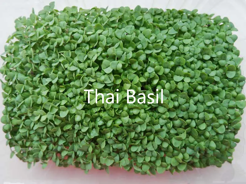Thai Basil Microgreens with text.png