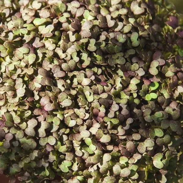 Mizuna+Red+Streaks+Mustard+Microgreens.jpg