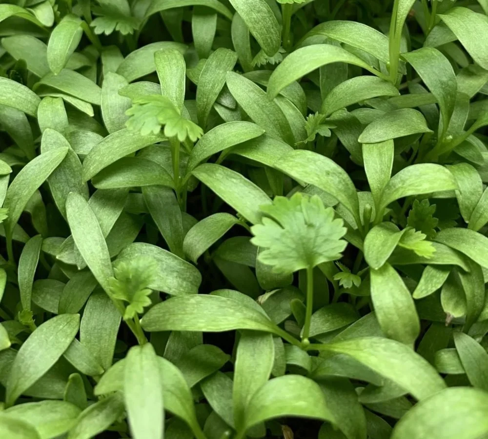 Cilantro microgreens (1).jpg