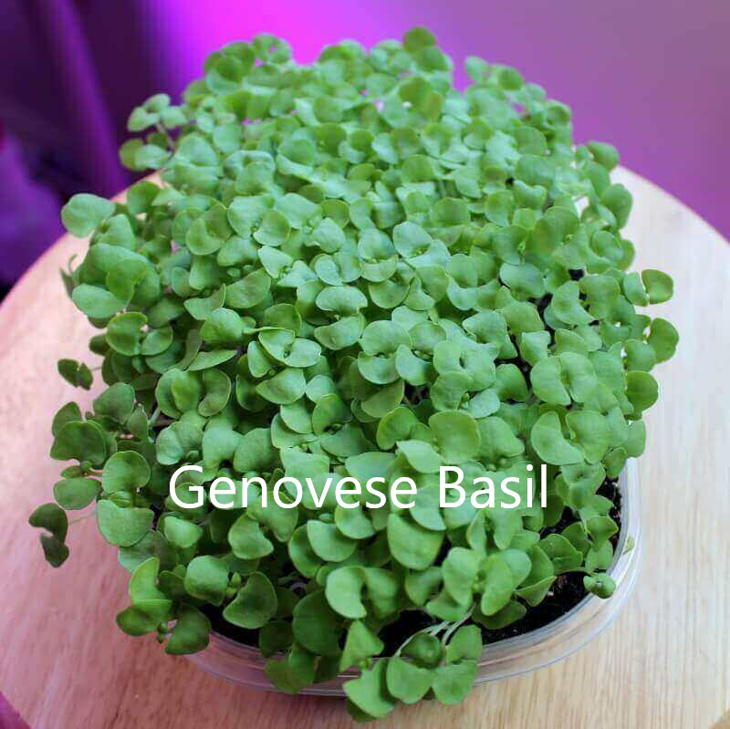 genovese-basil-microgreens-with name text.png