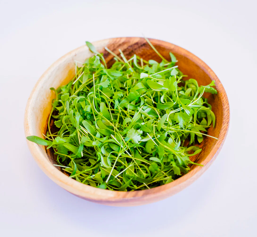 Cilantro microgreens.png