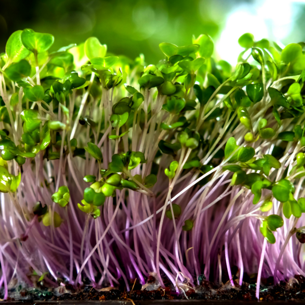 Purple-Vienna-Kohlrabi.png