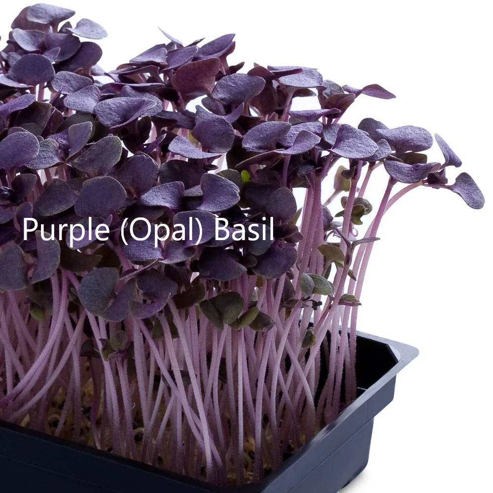 Purple Basil Microgreens with name text.png