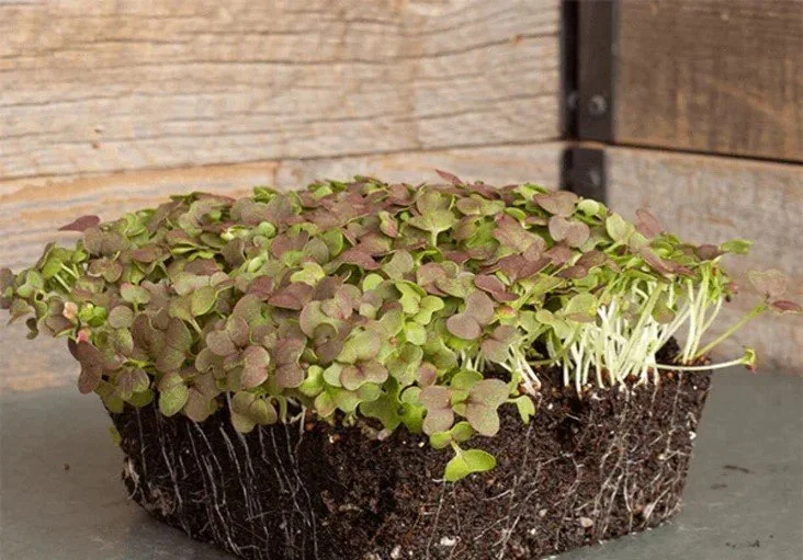 Mustard-Mizuna-Red-Streaks-Microgreens.jpg