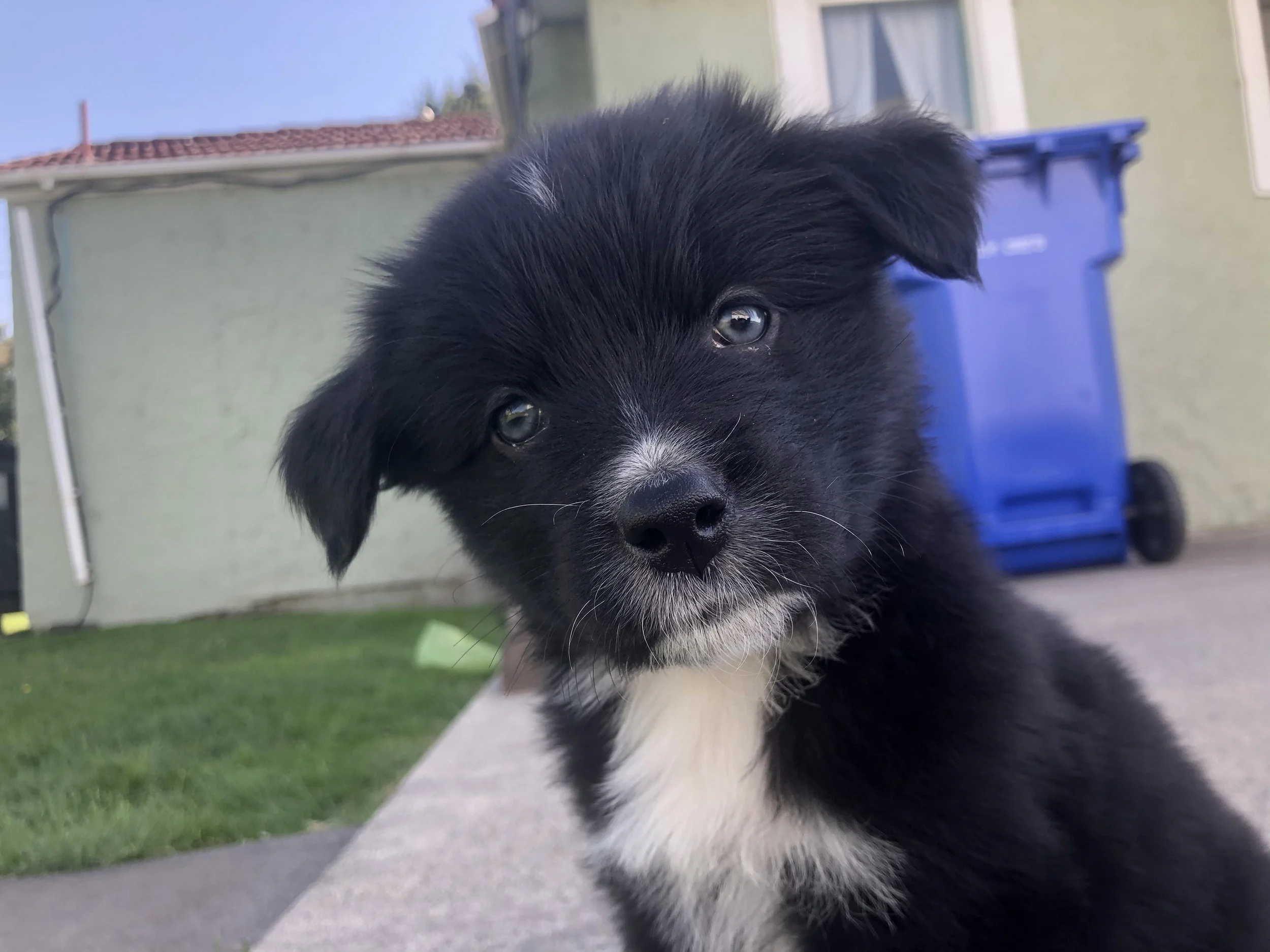 A black and white puppy with a white patch on its chest, looking directly at the camera, outdoors near a house with a green wall and a blue trash bin in the background.