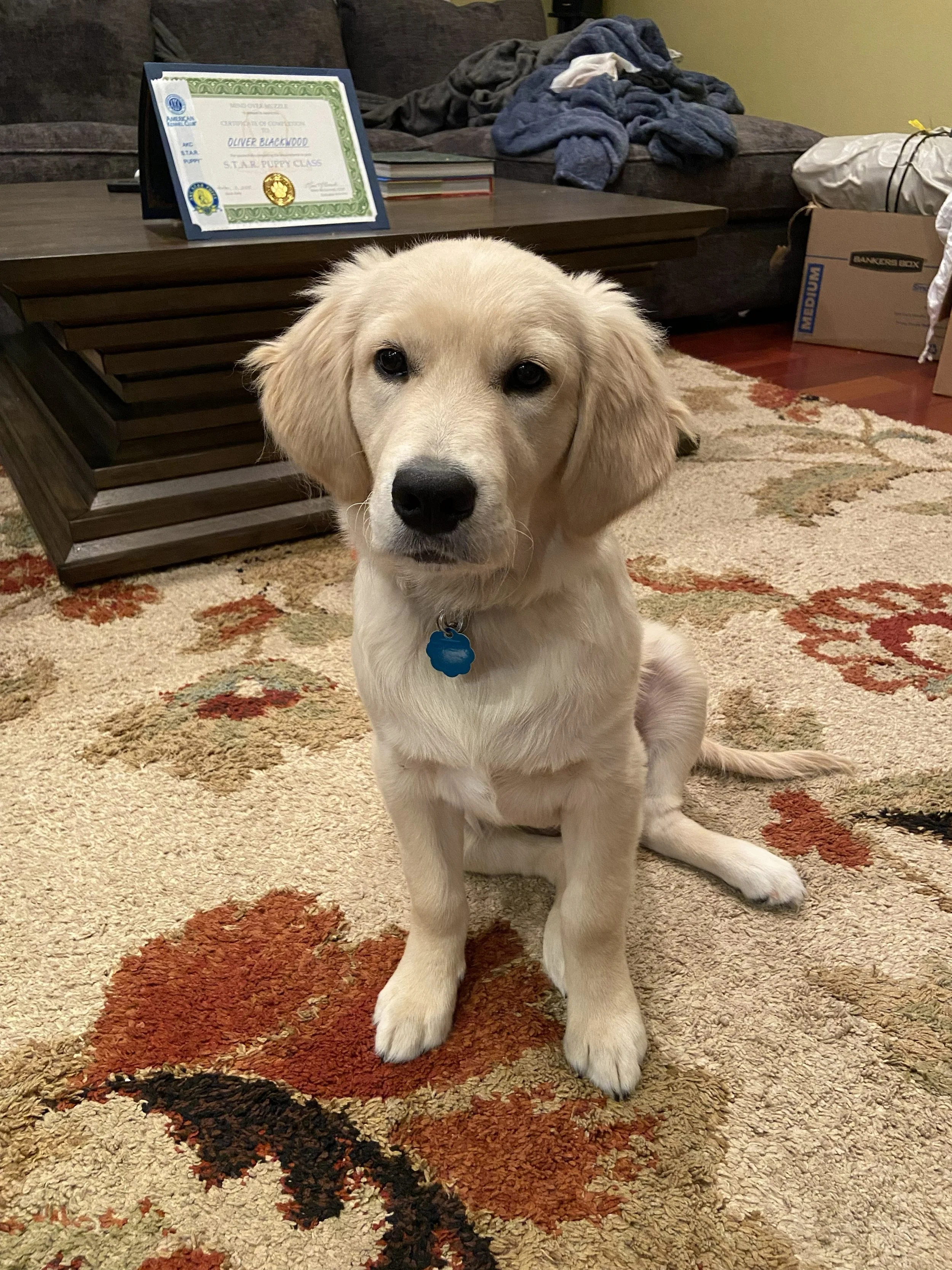 Ollie Puppy.jpg
