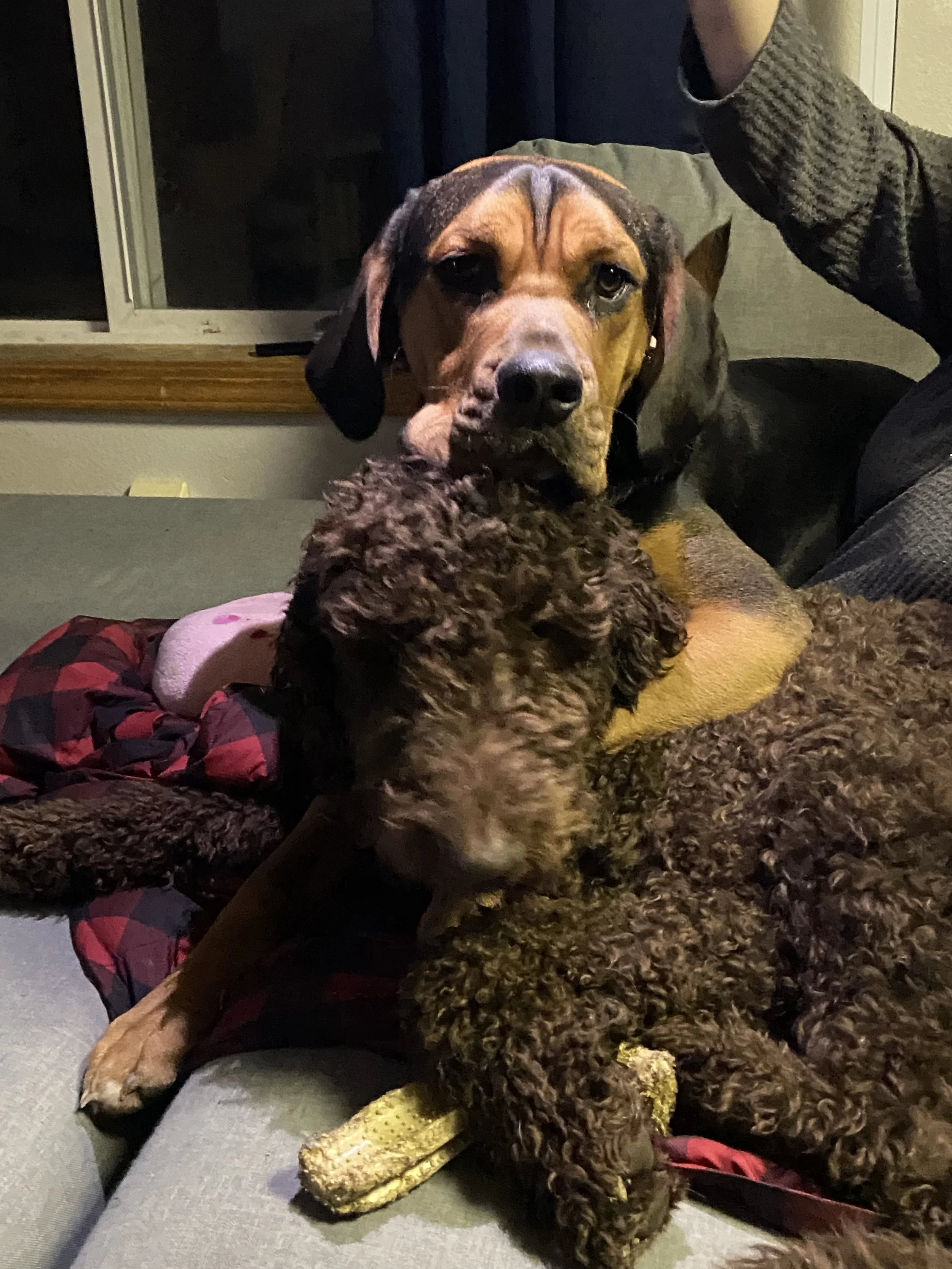 A large brown and black dog with a droopy face lying on a couch with a smaller curly-haired brown dog, close to the camera.