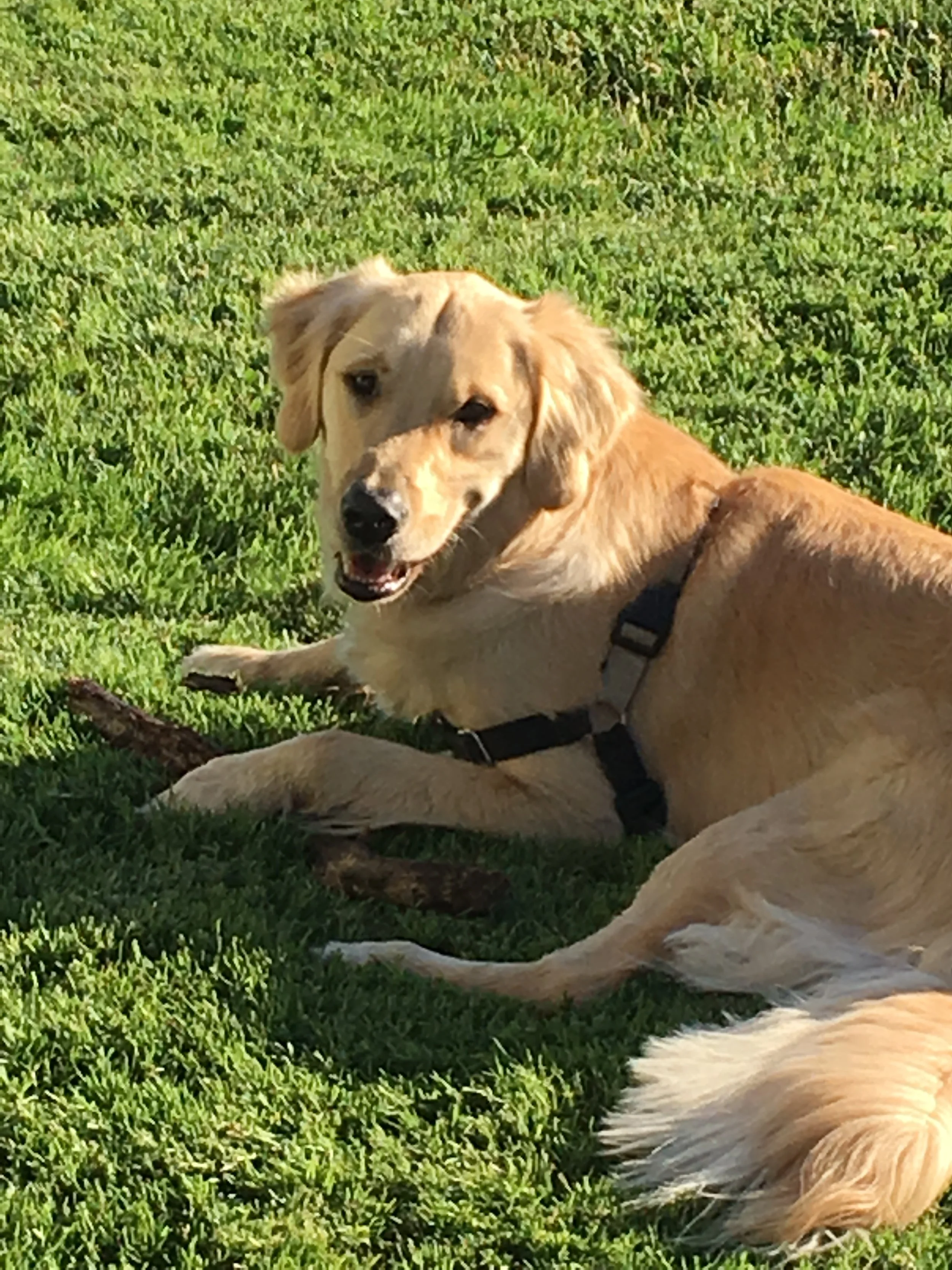 Yellow retriever dog lying on green grass with a small stick in front of it, looking at the camera with a slightly open mouth.