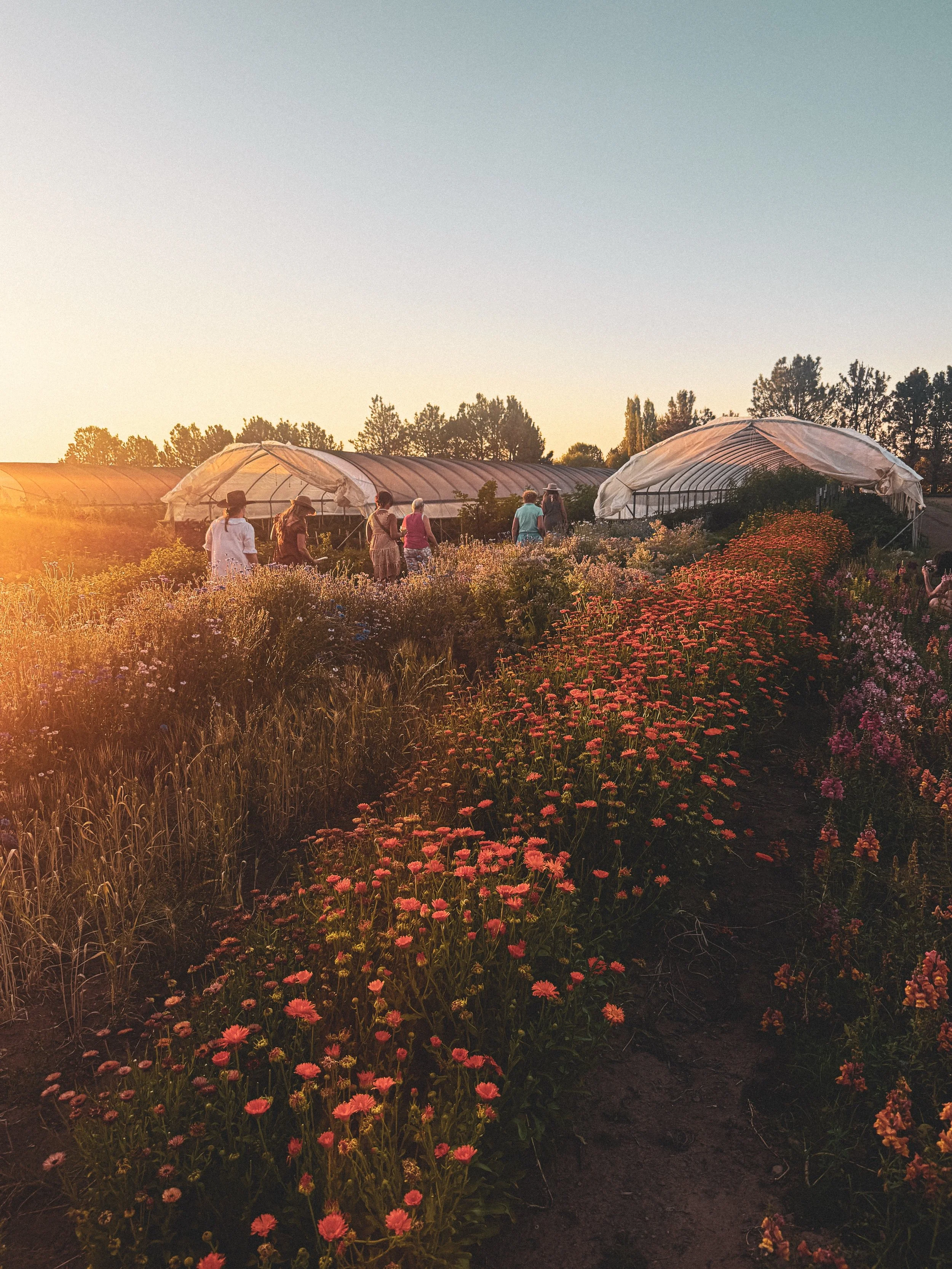 Late summer at Boundless Farmstead. We spent the evening walking and talking out there last night, and everything was near its peak.

What we kept appreciating is how dialed in things have come to be. That comes from years of showing up and doing the